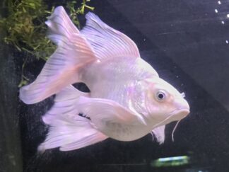 Planinum Koi