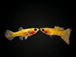 Glassbelly Guppys