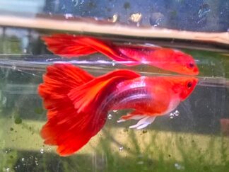 guppy_TuxedoKoiShortbody_male1