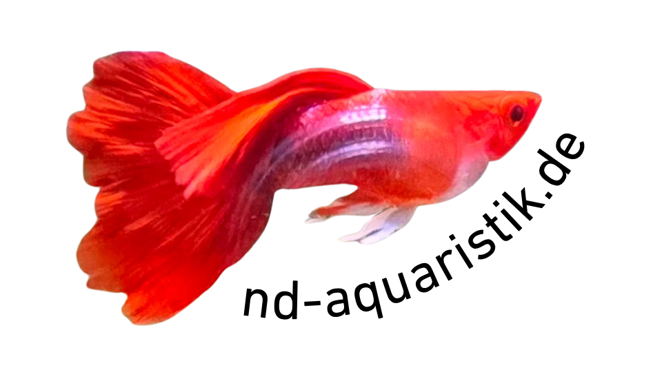 nd-aquaristik.de